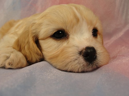 Female Cavachon puppy for sale #28 Born February 8th, 2012